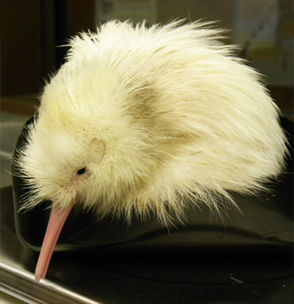 white-kiwi-bird-1.jpg