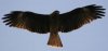 eagle1.jpg