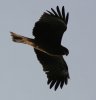 eagle2.jpg