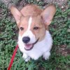 corgi.jpg