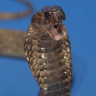 Cobra