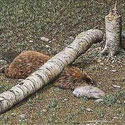 beaver_cheese