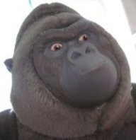 Stig