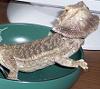DragonMinded