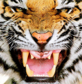 Tigervamp