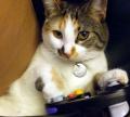 gamecubecat