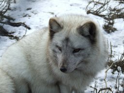 ArcticFoXxXx