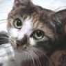 Nekokabu