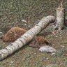 beaver_cheese