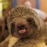 Sloth