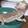 DragonMinded