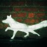 silverf0x0