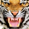 Tigervamp
