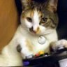 gamecubecat