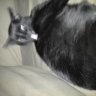 coal stepping