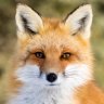 Renard
