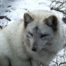 ArcticFoXxXx
