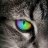 Tomcat