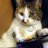 gamecubecat