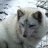 ArcticFoXxXx